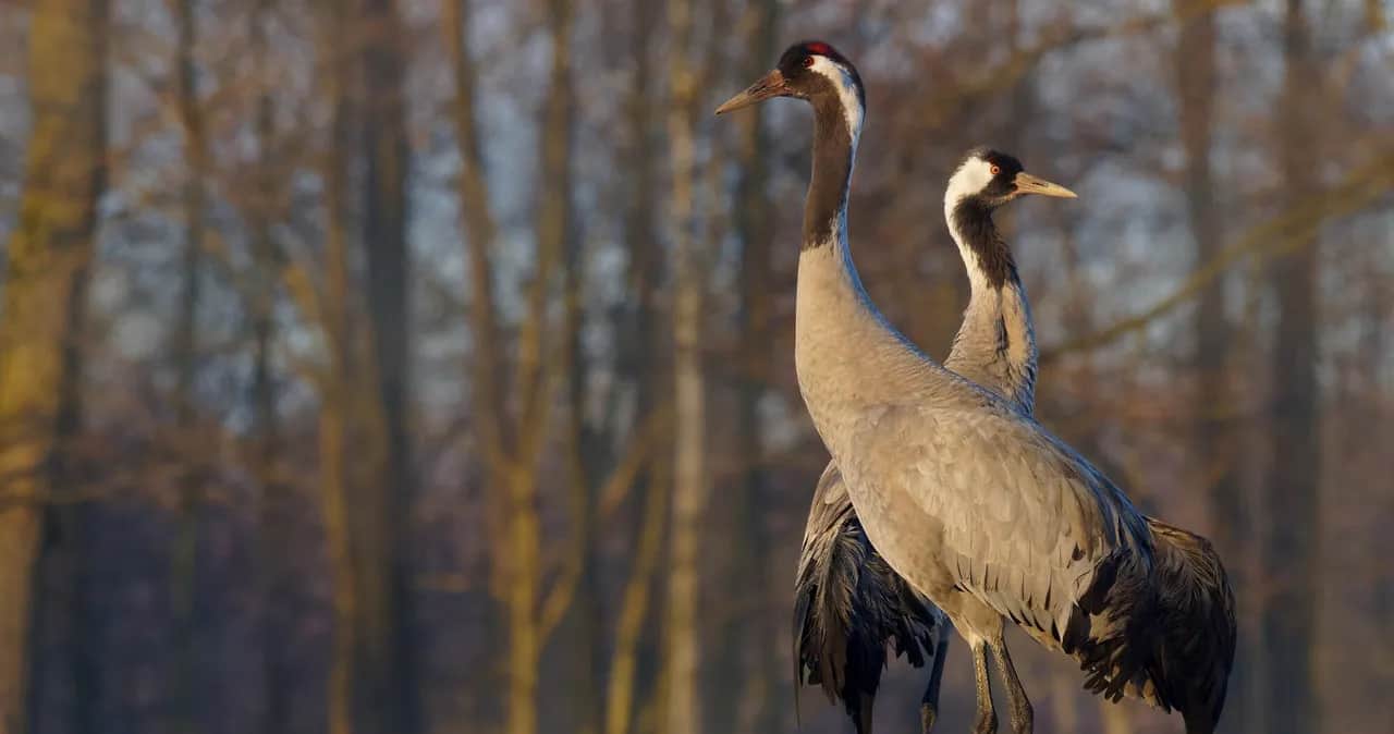 Taniec żurawia co oznacza i jakie ma znaczenie w kulturze