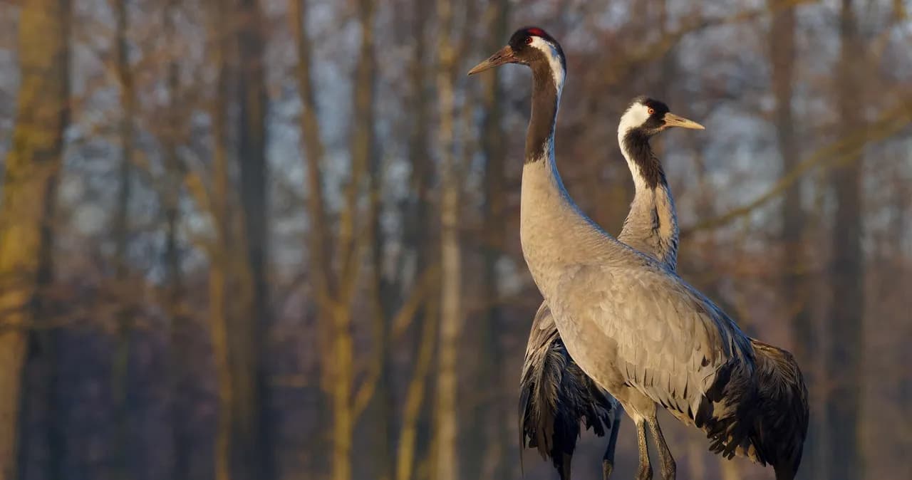 Taniec żurawia co oznacza i jakie ma znaczenie w kulturze